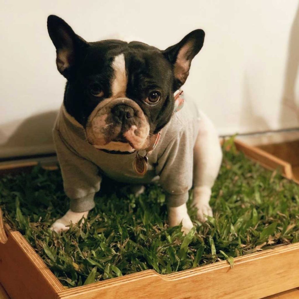 Cómo le enseño a mi perro a ir al baño en un solo lugar BOXI