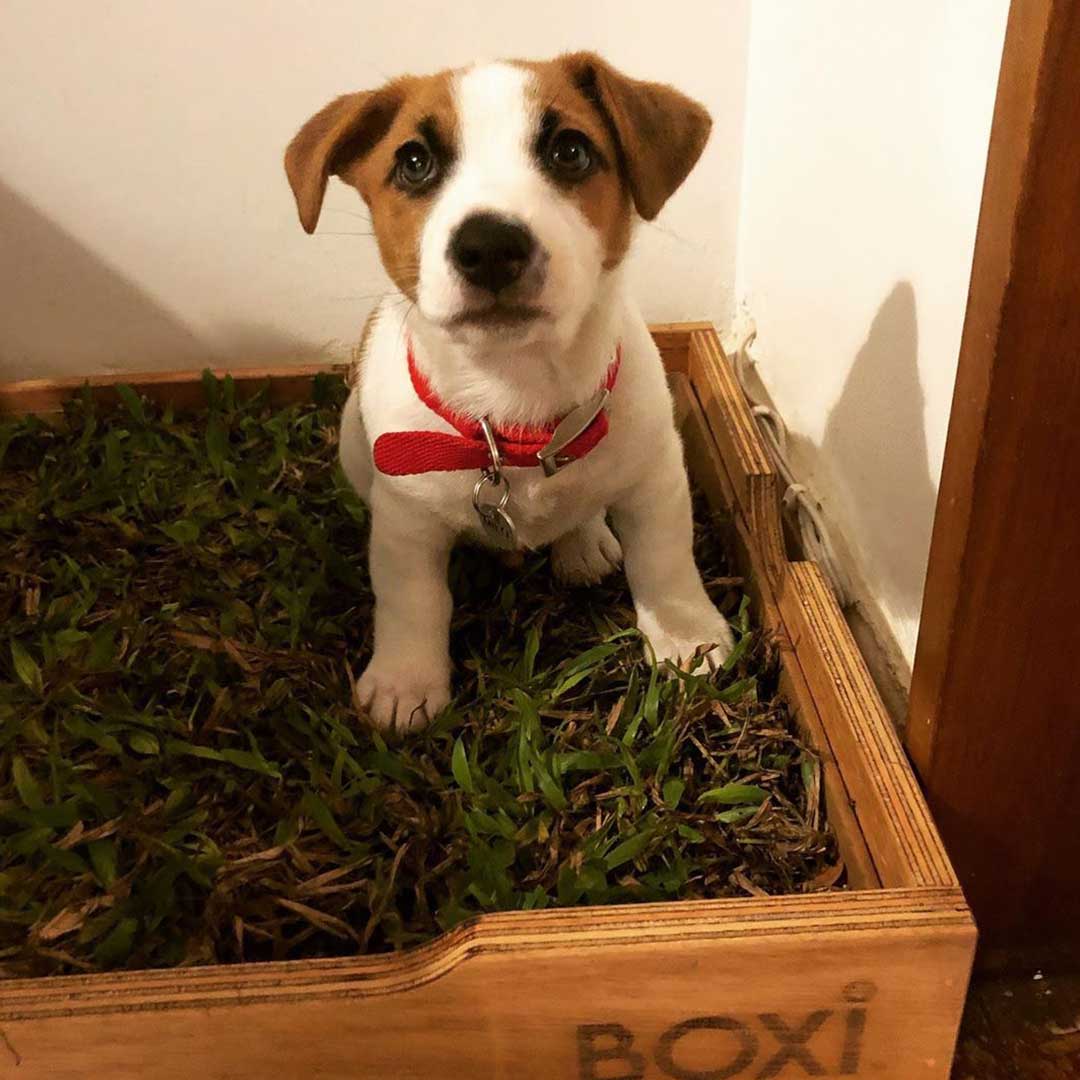 Caja para que los perros hagan del discount baño