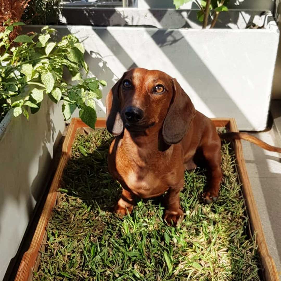 Acostumbrar al Perro a hacer Necesidades en un Lugar