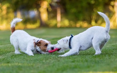 Juguetes para perros que fomentan la actividad mental