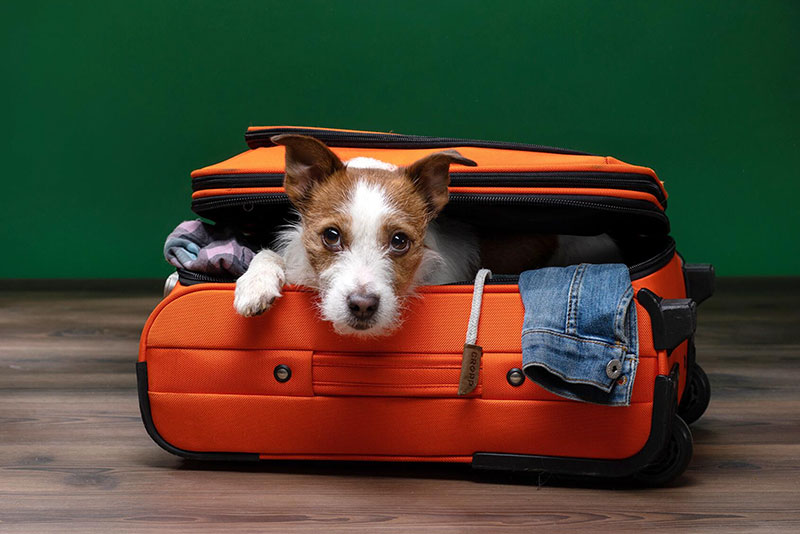 Consejos clave antes de salir de vacaciones con tu mascota