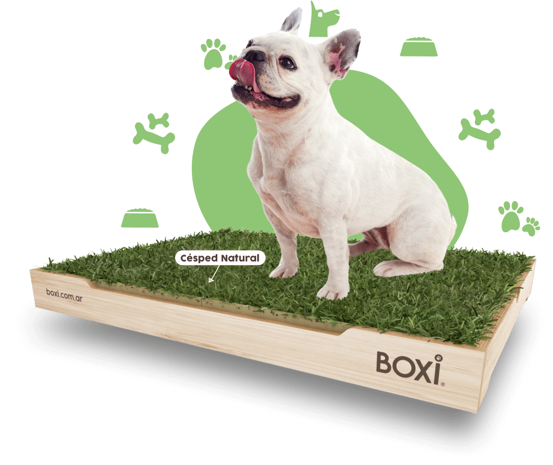 Escribe email continuar Esperanzado BOXI® | Sanitario natural para mascotas | BOXI®